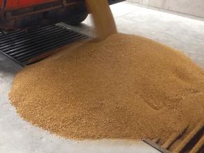 Perry of Oakley lorry unloading grain